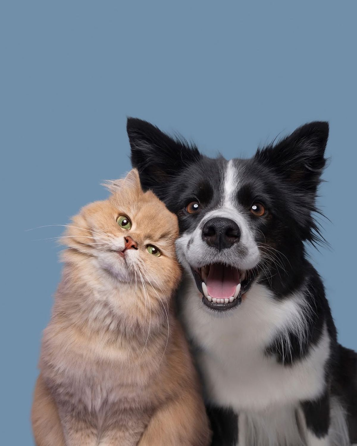 Anti-Rabies Mass Vaccination For Dogs And Cats!